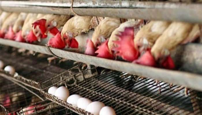Focar de salmoneloză confirmat în Dâmbovița. 48.000 de păsări vor fi sacrificate