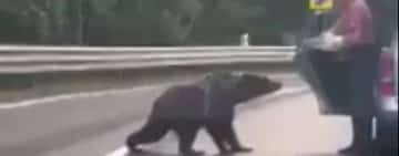Un bărbat a oprit mașina pe marginea drumului și a hrănit un urs cu pâine