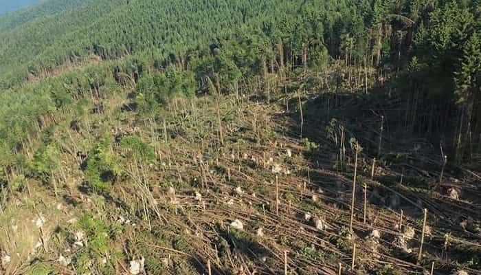 VIDEO | Scenariul de la Cheia se repetă. O pădure de 14 hectare a fost pusă la pământ de furtună