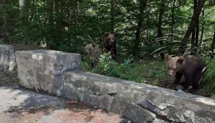 Turistă amendată după ce a fotografiat urşii în zona Barajului Vidraru
