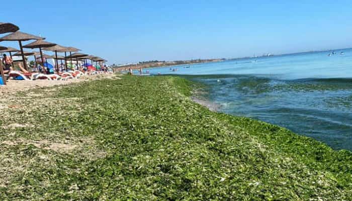 Plajele din sudul litoralului românesc sunt invadate de alge! Olimp, Mangalia și Vama Veche s-au înverzit
