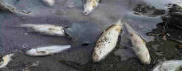 Mii de peşti găsiţi morţi pe râul Jiul de Vest! Autorităţile susţin că încă n-au găsit cauza