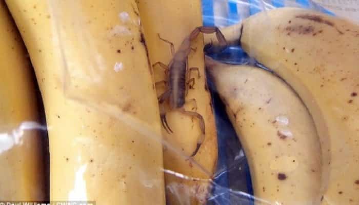 O angajată de la magazinul Ikea din București a fost înțepată de un scorpion
