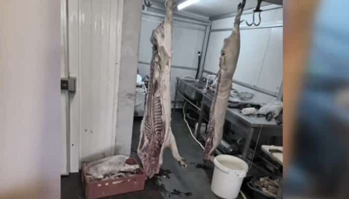 Carmangerie ilegală, care procesa tone de carne în condiții mizere, descoperită de ANSVA