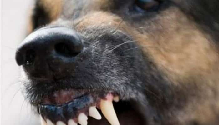 Detalii tulburătoare dezvăluite de primarul din Albești unde un copil a murit după ce a fost muşcat de câini 