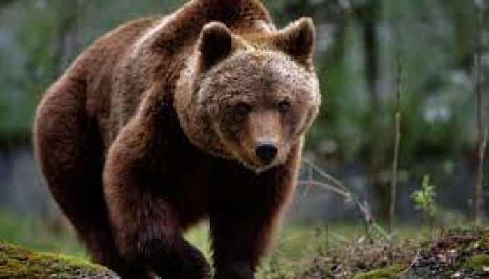 Al doilea mesaj RO-ALERT în 24 de ore, la Sinaia. Un urs a fost văzut în zona Peleș