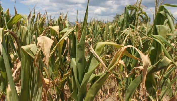 Ministrul Agriculturii a anunţat că peste 200.000 de hectare de porumb şi floarea soarelui sunt afectate din cauza secetei