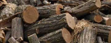 Preţul lemnului riscă să ajungă la 800 lei/mc, Guvernul pregătește plafonarea pe 6 luni