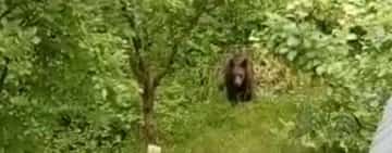 Oamenii din Azuga, avertizaţi prin Ro-Alert după apariţia unui urs