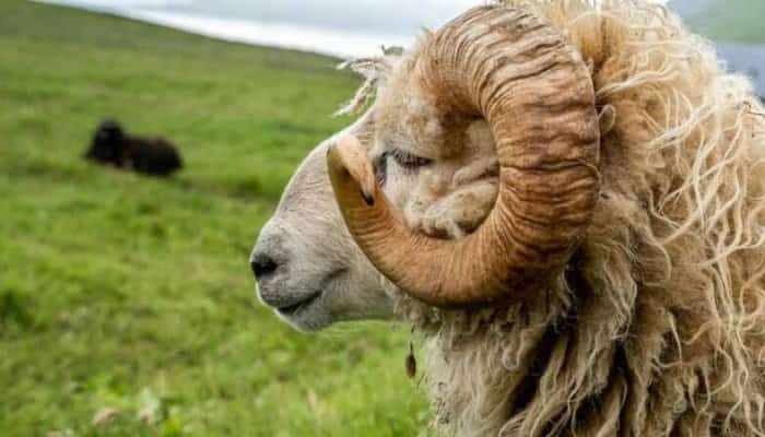 O femeie a reclamat la ANPC Botoșani că berbecul pe care l-a cumpărat „nu își face treaba” cu oile