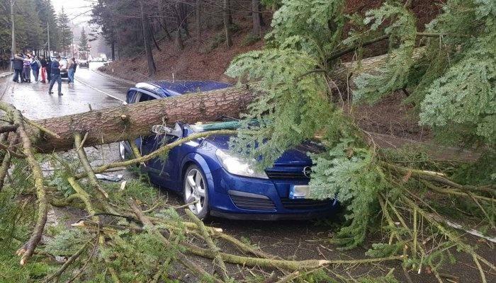 UPDATE. FOTO | Un copac s-a prăbușit peste o mașină, pe DN 1