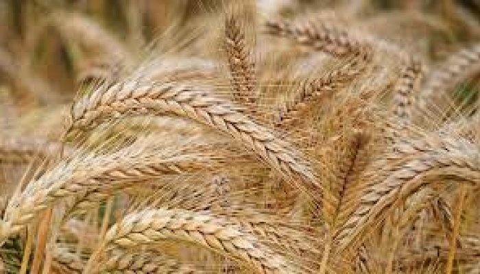 Rusia: Acordul privind cerealele a fost extins pentru 60 de zile