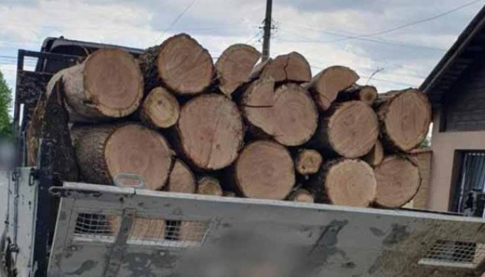 FOTO. Transporturi ilegale de material lemnos
