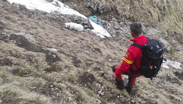 salvamont misiune bucegi labrador