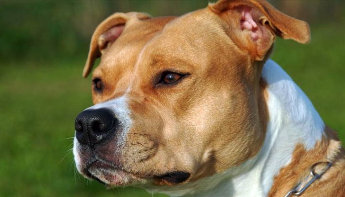 Un bărbat a fost ucis de un câine din rasa Amstaff pe care îl îngrijea