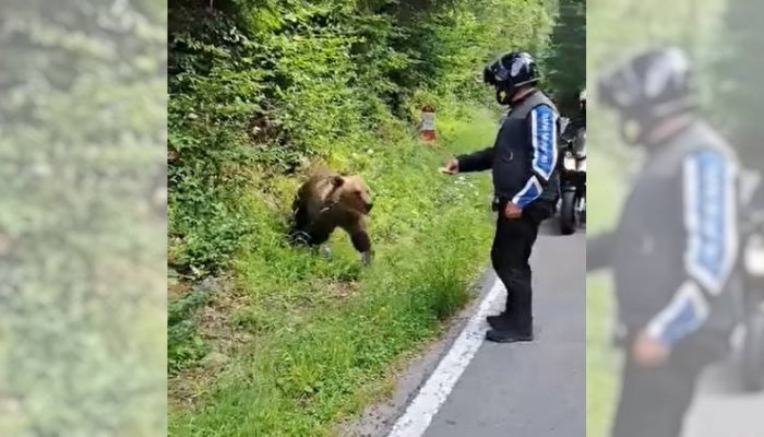 VIDEO 🎦 Un motociclist care oprește ca să hrănească un urs pe Transfăgărășan, la un pas să fie atacat