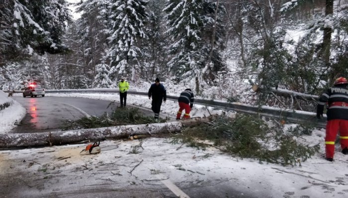 Trafic îngreunat pe DN1, după ce un brad s-a prăbușit, în zona Izvorul Rece