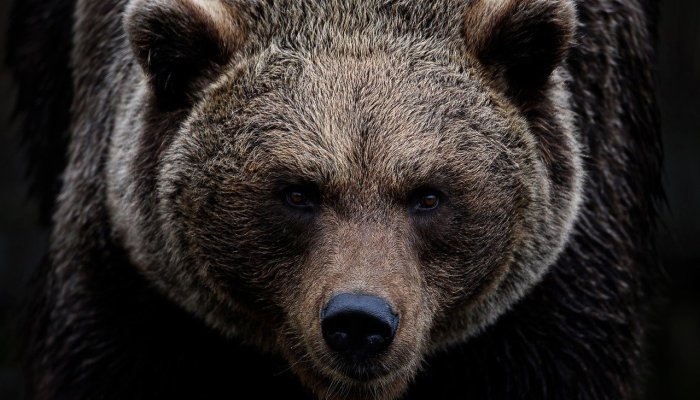 Șapte urși relocați din Sinaia în Gorj fac ravagii în gospodării