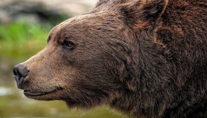 avertizare ro-alert sibiu