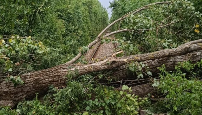 copaci furtună calea ferată