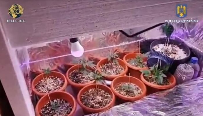 diicot trafic de droguri