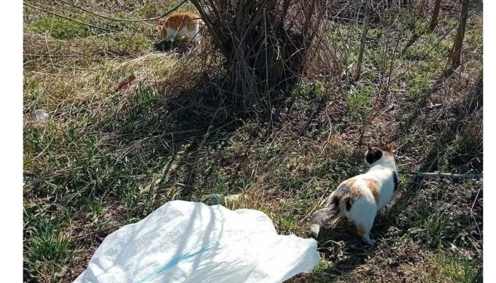 abandonează pisici