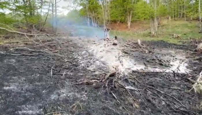 incendiu vegetație