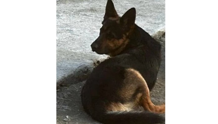 câine dispărut dresat copii nevoi speciale