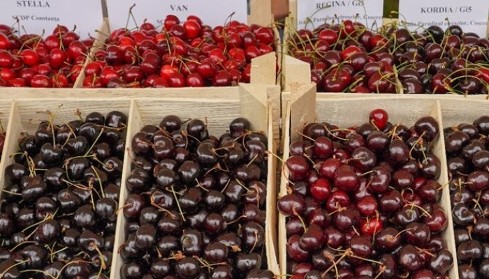 Sărbătoarea Cireșului productie istrita