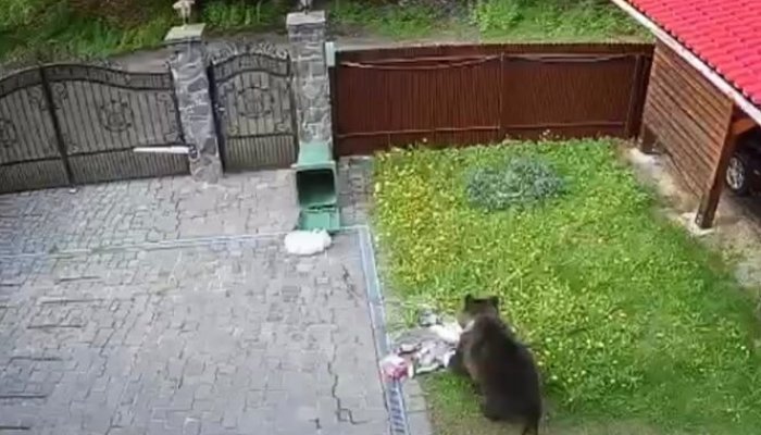 alerte urs brașov