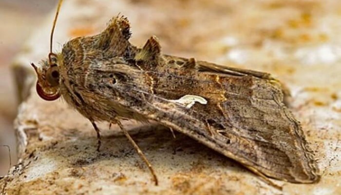invazie fluturi