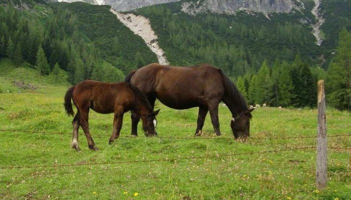 Percheziții