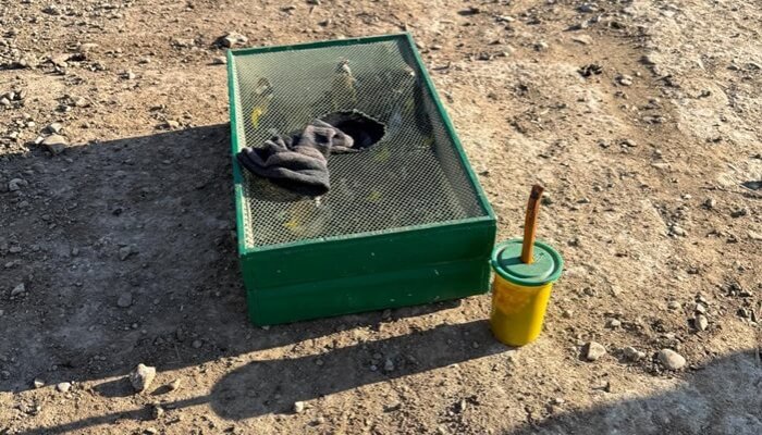 captură păsări sălbatice