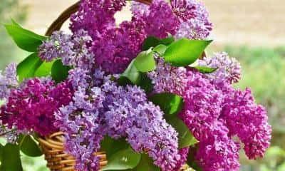 Aproximativ 1,7 milioane de români își sărbătoresc onomastica de Florii