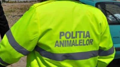 Amendă usturătoare și dosar penal deschis de Poliția Animalelor pentru un prahovean care și-a lăsat calul să moară pe câmp