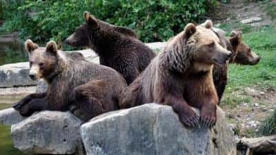 Primarul comunei Ceraşu susține că patru urşi au fost aduşi în zonă de persoane necunoscute