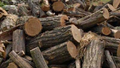Prețul pentru lemn de foc a fost plafonat la 400 lei/mc