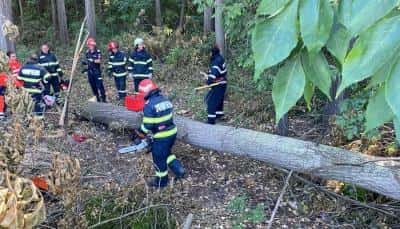 Persoană prinsă sub un arbore, în pădure, la provița. Victima este inconștientă