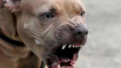 Maidanez ucis de un câine de luptă, într-o comună din Prahova. Polițiștii au deschis dosar penal