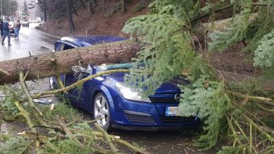 UPDATE. FOTO | Un copac s-a prăbușit peste o mașină, pe DN 1