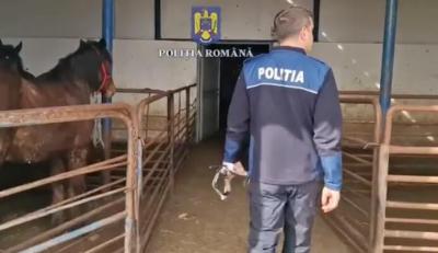 VIDEO 🎦 Cai uciși și transformați în mezeluri pentru export, cu complicitatea unor instituții și medici veterinari. Zeci de percheziții au avut loc în București și în șapte județe
