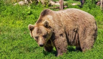 Trei mesaje RO-Alert în decurs de câteva ore, pentru a semnala prezenţa unor urşi în două oraşe din Prahova