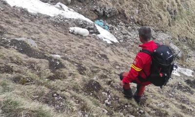 FOTO 📸 Un labrador a fost recuperat în viață de salvamontiști după ce a căzut, 200 de metri, într-o râpă din Bucegi